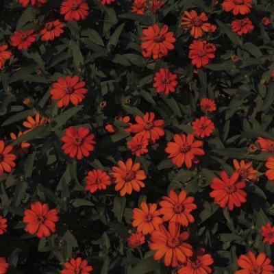 亚洲杯冠亚军竞猜